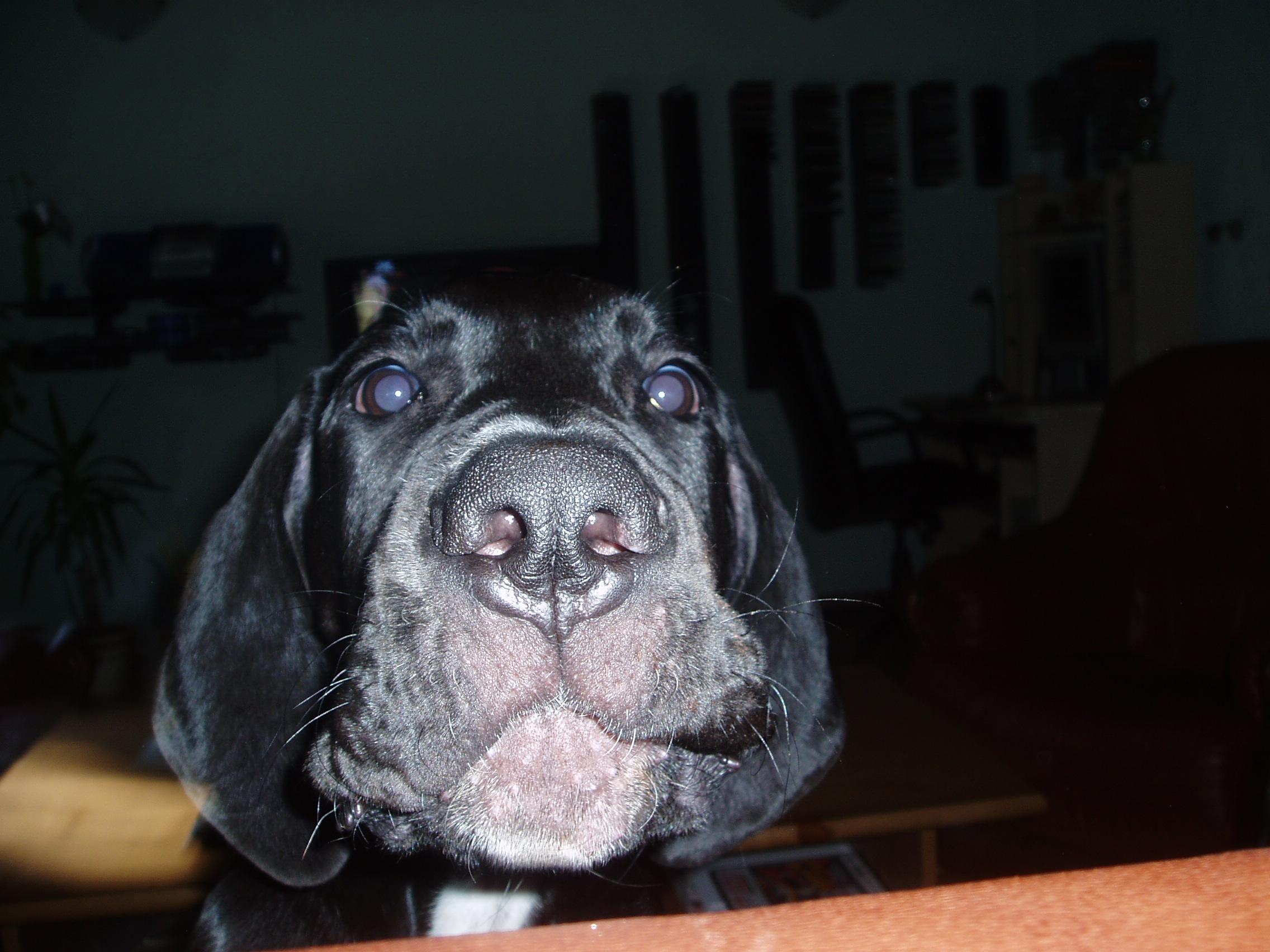 Typy dog :: Německá doga